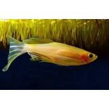 Brachydanio Rerio Goud Brachydanio Rerio Goud