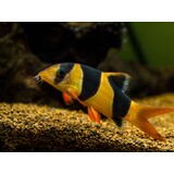 Chromobotia Macracanthus Chromobotia Macracanthus