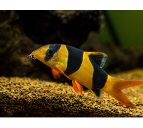 Chromobotia Macracanthus Chromobotia Macracanthus