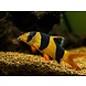 Chromobotia Macracanthus Chromobotia Macracanthus