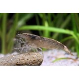 Atyopsis Molluccensis Atyopsis Molluccensis