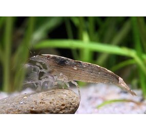 Atyopsis Molluccensis