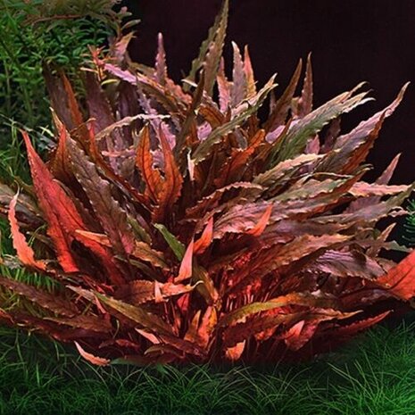 Moerings Cryptopcoryne Wendtii rood Moerings Cryptopcoryne Wendtii rood