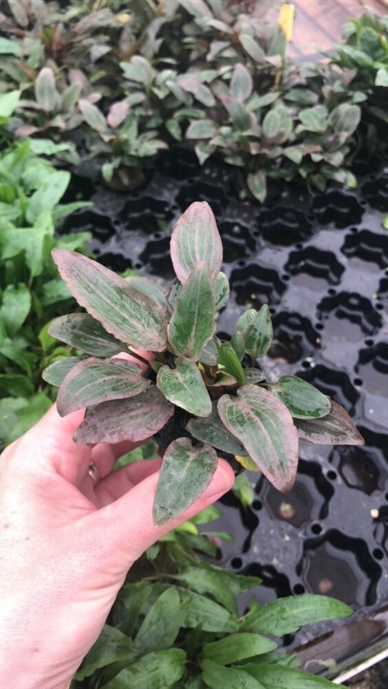 Moerings Cryptopcoryne Wendtii rood Moerings Cryptopcoryne Wendtii rood
