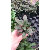 Moerings Cryptopcoryne Wendtii rood Moerings Cryptopcoryne Wendtii rood