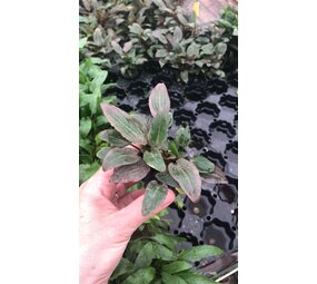 Moerings Cryptopcoryne Wendtii rood Moerings Cryptopcoryne Wendtii rood