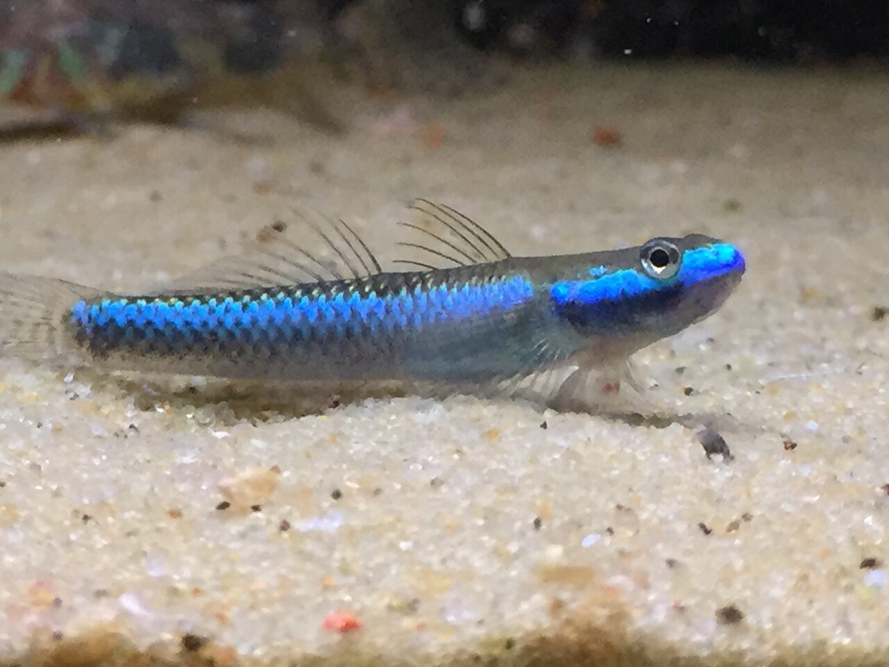 Stiphodon Elegans Goby Blue
