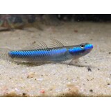 Stiphodon Elegans Goby Blue