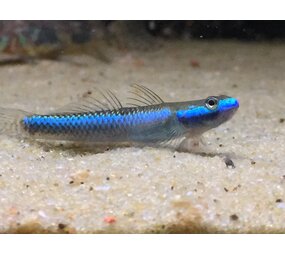 Stiphodon Elegans Goby Blue