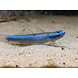 Stiphodon Elegans Goby Blue