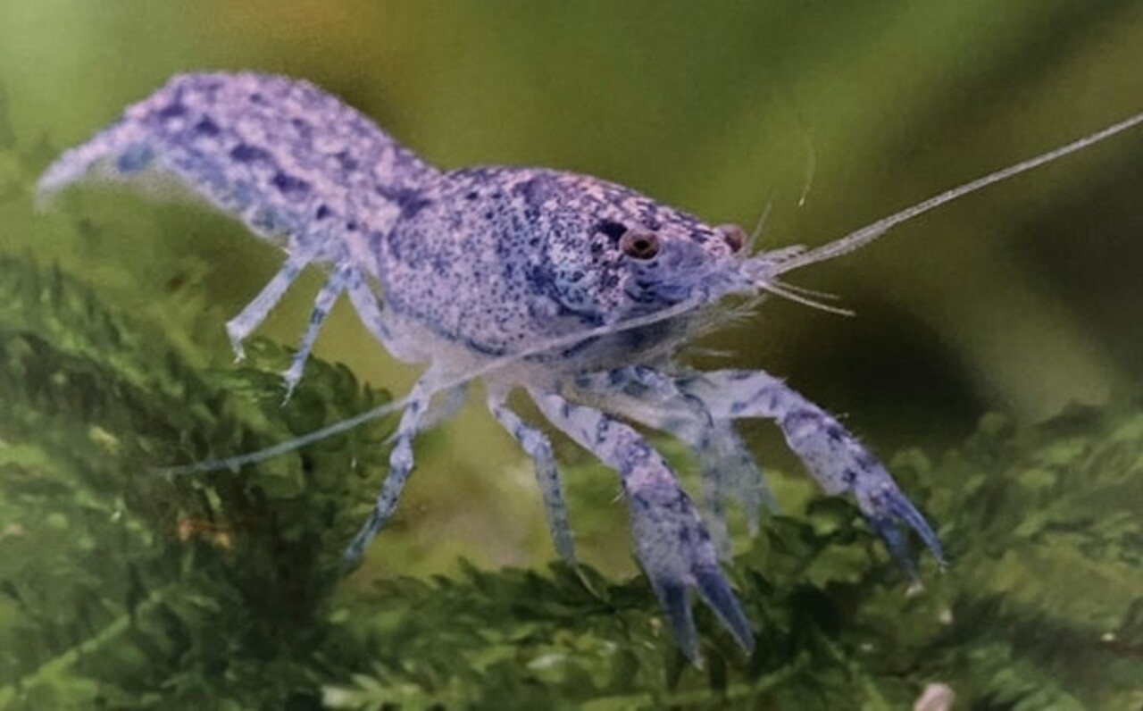 Cambarellus Diminutus blauw