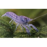 Cambarellus Diminutus blauw