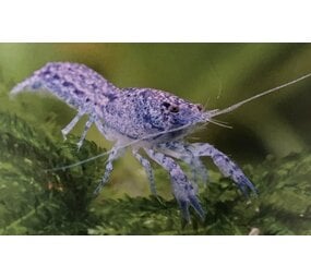 Cambarellus Diminutus blauw