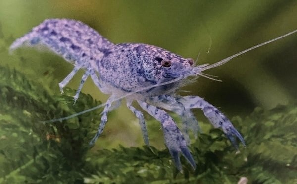 Cambarellus Diminutus blauw