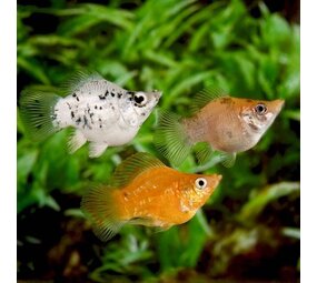 Mollievelifera Balloon Mix