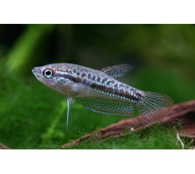 Trichopsis Pumilus Trichopsis Pumilus