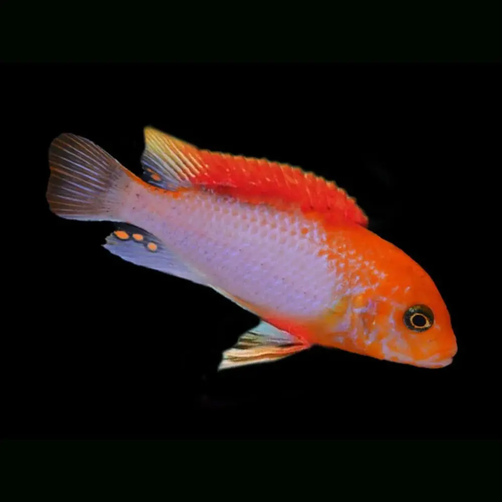 Labidochromis Sunflower