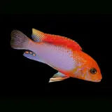 Labidochromis Sunflower