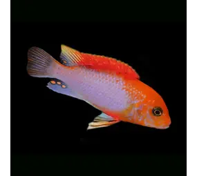 Labidochromis Sunflower
