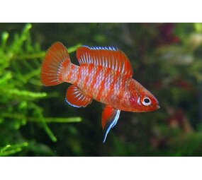 Badis Badis Bengalensis