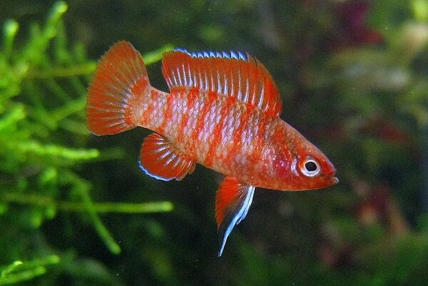 Badis Badis Bengalensis