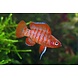 Badis Badis Bengalensis Badis Badis Bengalensis