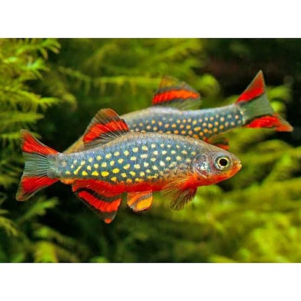 Rasbora Galaxy Rasbora Galaxy
