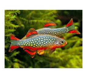 Rasbora Galaxy Rasbora Galaxy