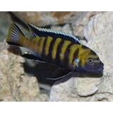 Pseudotropheus Flavus