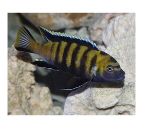 Pseudotropheus Flavus