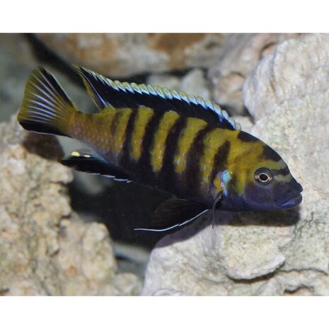 Pseudotropheus Flavus