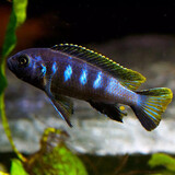 Pseudotropheus Elongatus Chewere
