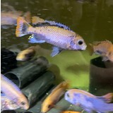 Pseudothropheus Sunset OB