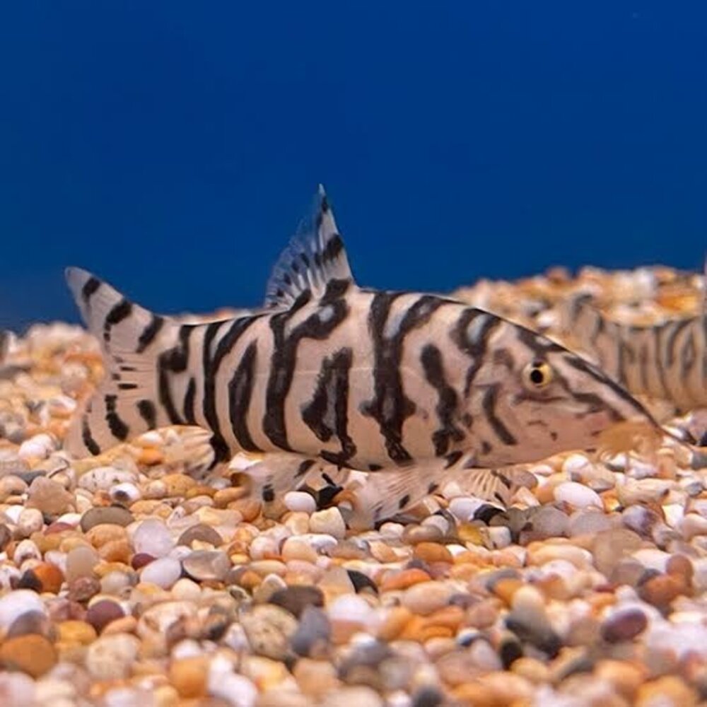 Botia lohachata Botia lohachata