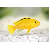 Labidochromis  Caeruleus Yellow