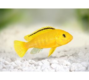 Labidochromis  Caeruleus Yellow