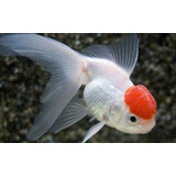 Redcap Leeuwenkop Redcap Leeuwenkop