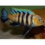 Cynotilapia Lions Cove