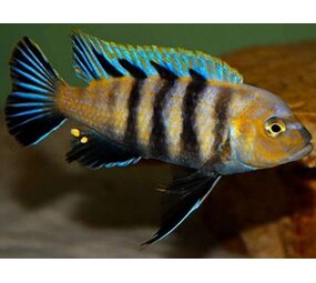 Cynotilapia Lions Cove