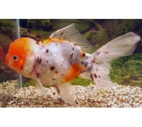 Leeuwenkop Calico