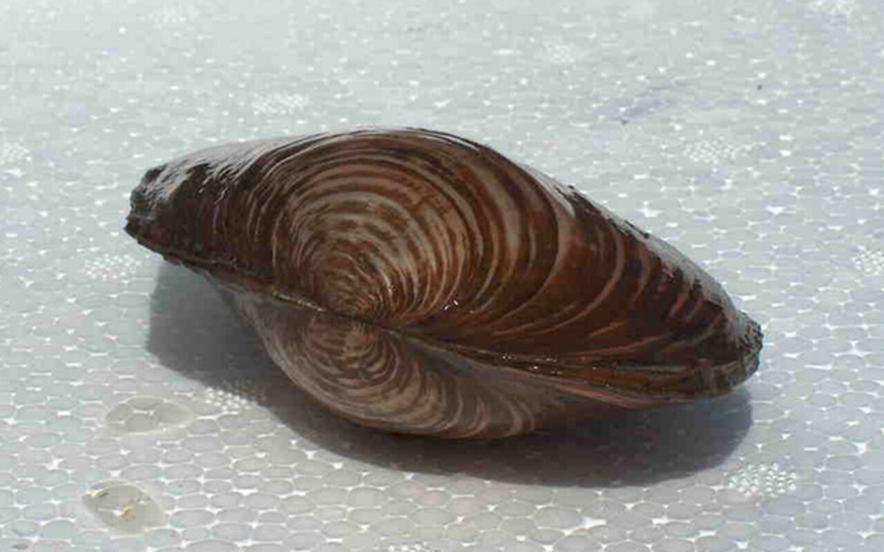 Zwanenmossel 7/10 CM