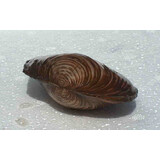 Zwanenmossel 7/10 CM