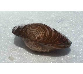 Zwanenmossel 7/10 CM