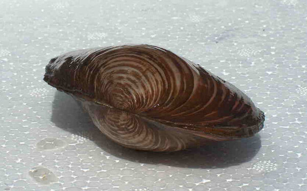 Zwanenmossel 7/10 CM