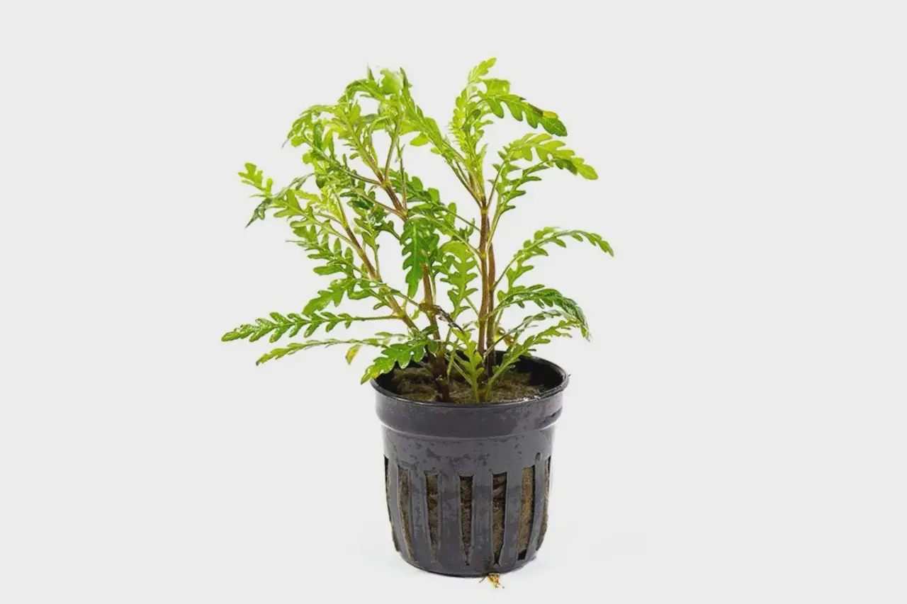 Moerings Hygrophila Pinnatifida pot Moerings Hygrophila Pinnatifida pot