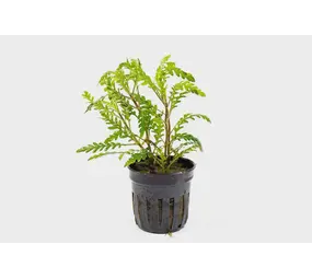 Moerings Hygrophila Pinnatifida pot