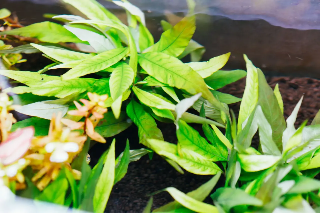 Moerings Hygrophila Angustifolia Rubra Pot Moerings Hygrophila Angustifolia Rubra Pot