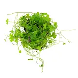 Moerings Hydrocotyle Tripartita Pot