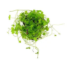 Moerings Hydrocotyle Tripartita Pot Moerings Hydrocotyle Tripartita Pot