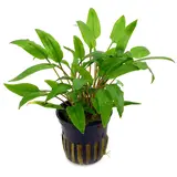 Moerings Cryptocoryne Wendtii Groen Pot